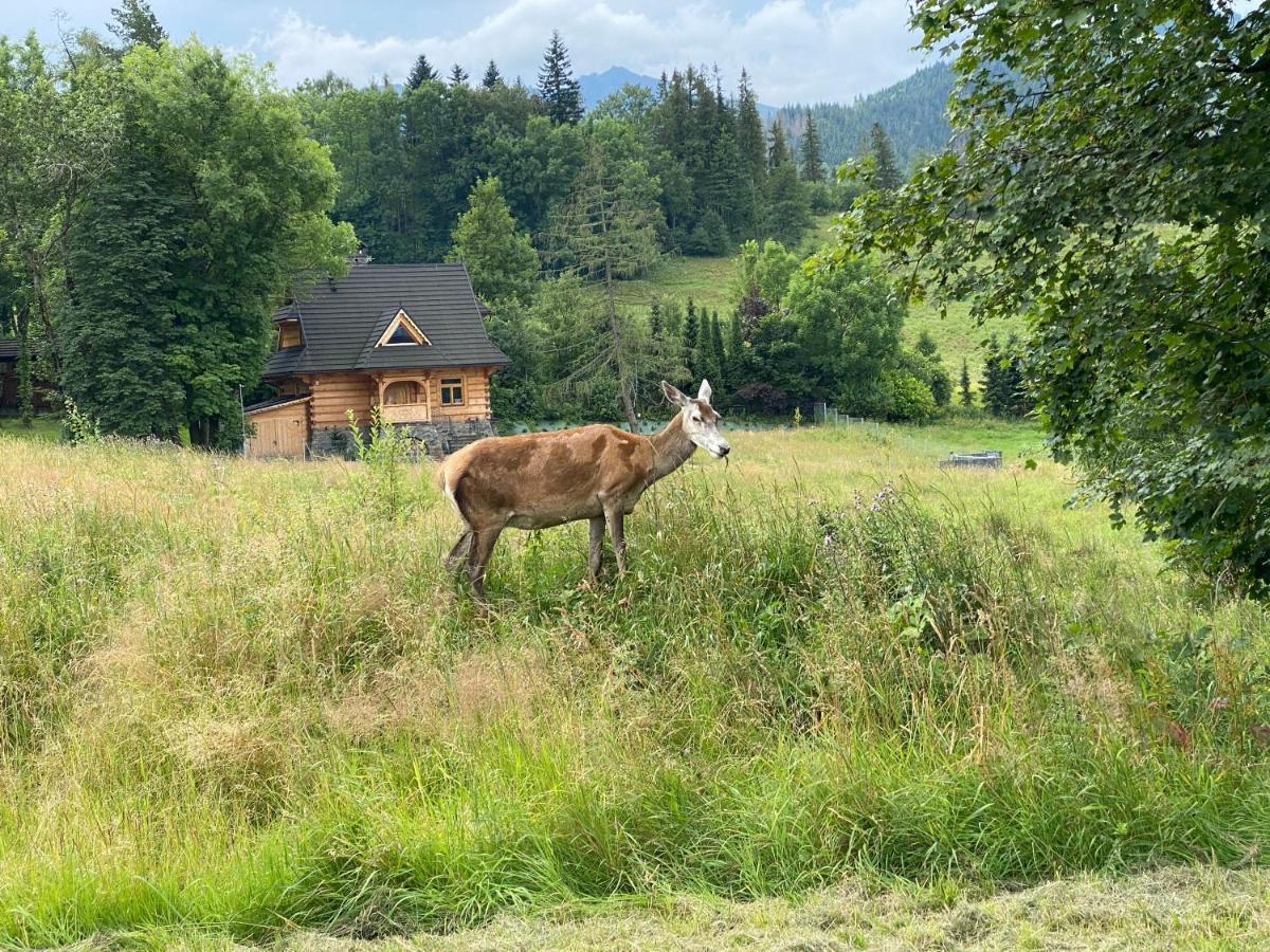 Apartament Pod Wierchem Zakopane Esterno foto